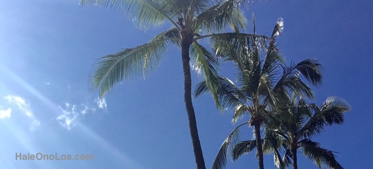 Palm Trees